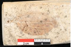 Foto (Detailansicht) von Cinnamomum scheuchzeri Heer (NHMW-GEO-2024-0188-8133)